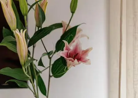 شقة Sunlight - Suze Modern بوزولي